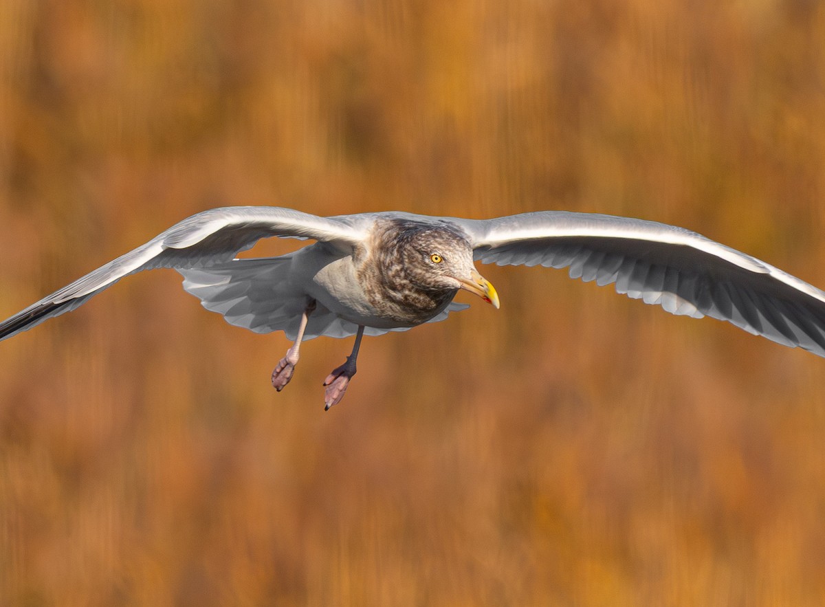American Herring Gull - ML645329505