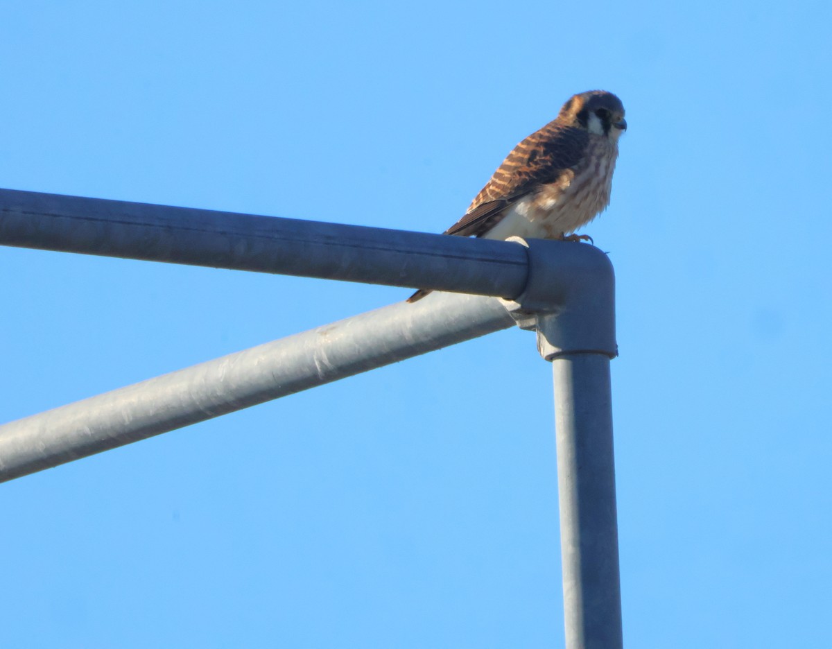 American Kestrel - ML645329508