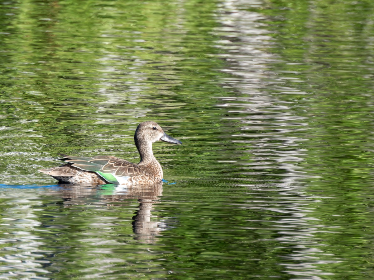 Zertzeta hegalurdina - ML645329510