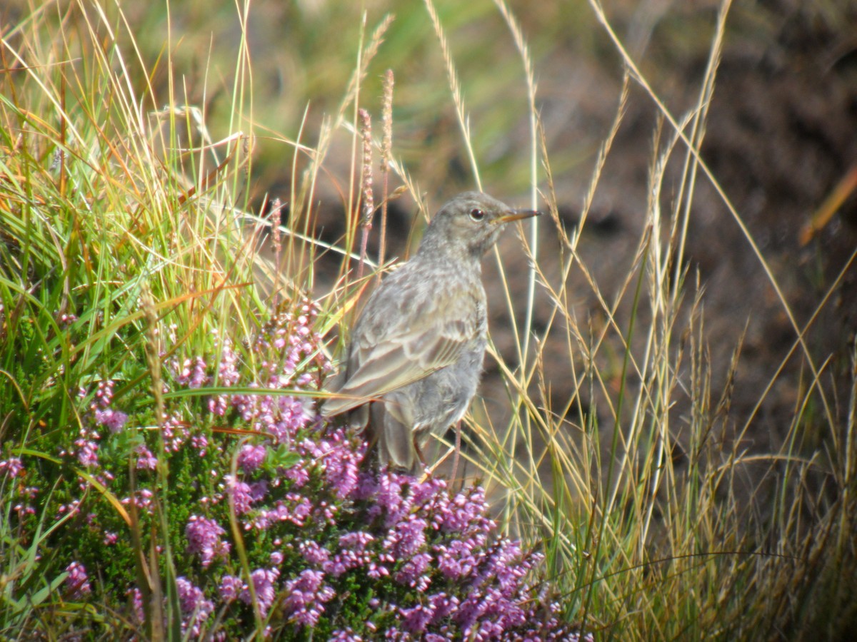 Rock Pipit - ML645329515