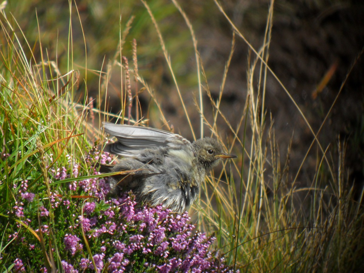 Rock Pipit - ML645329516