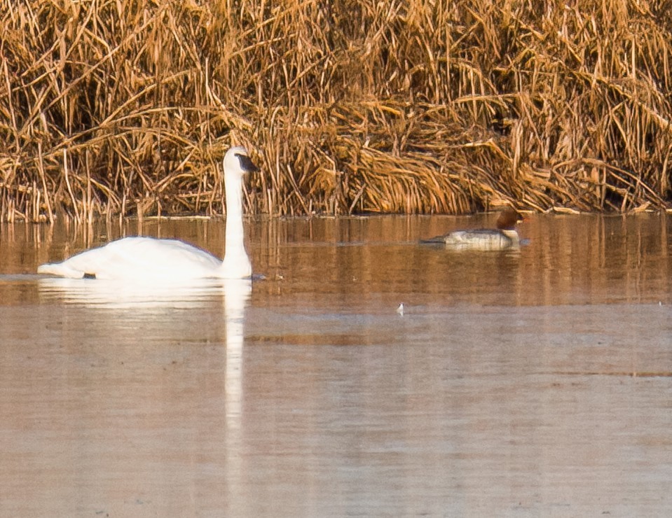 Common Merganser - ML645329518