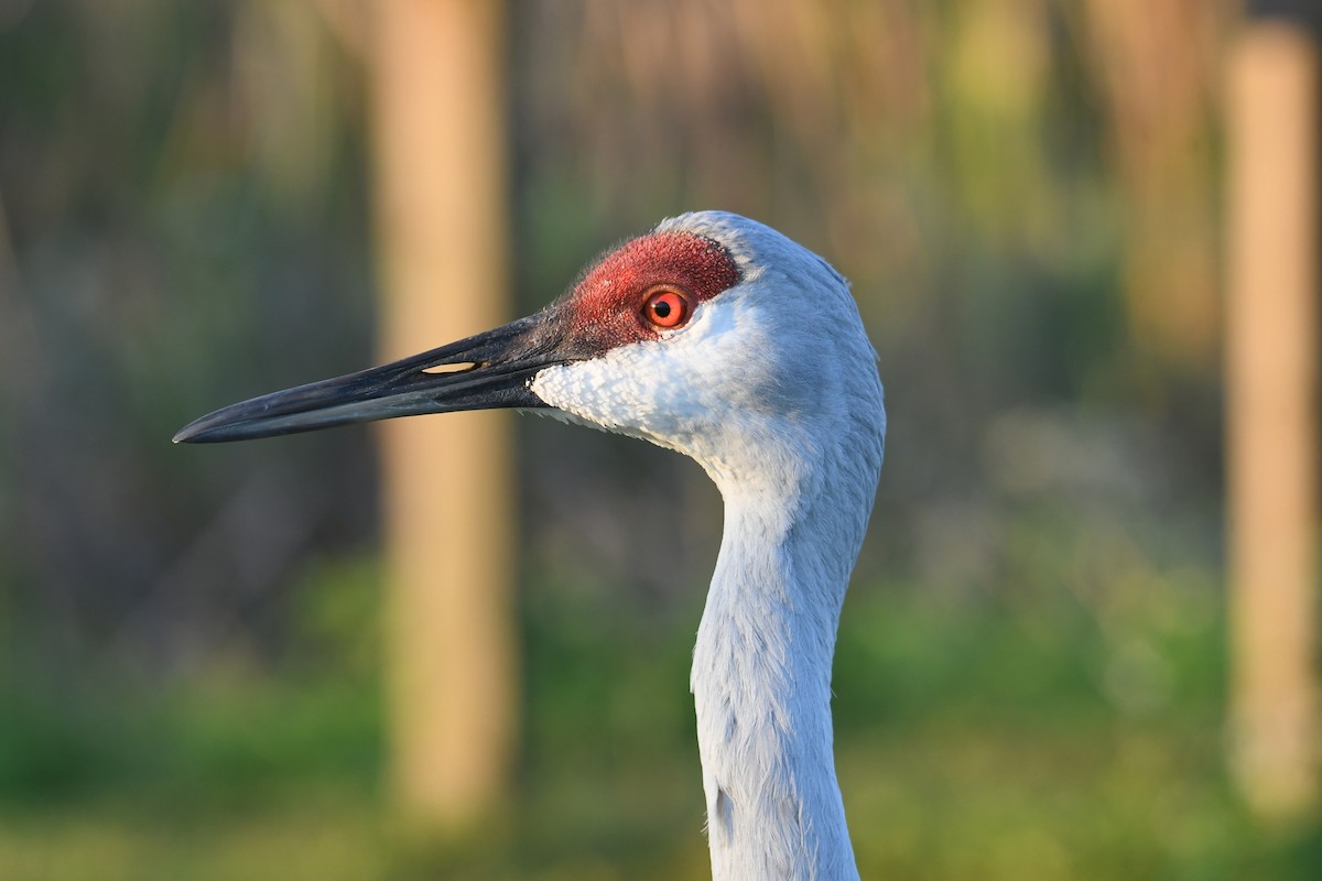 Sandhill Crane - ML645329521
