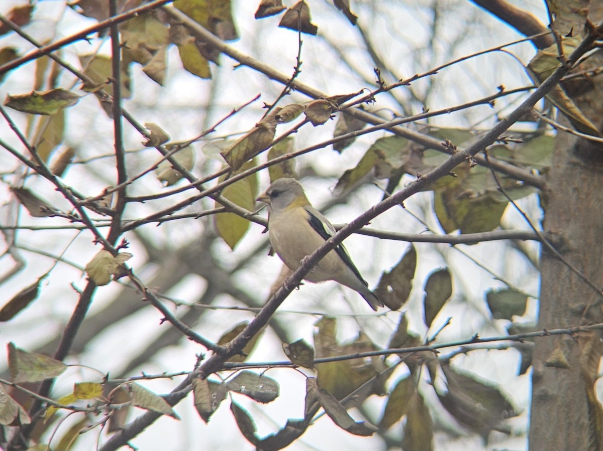 Evening Grosbeak - ML645329535