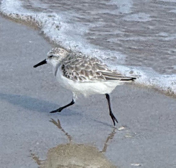 Sanderling - ML645329536