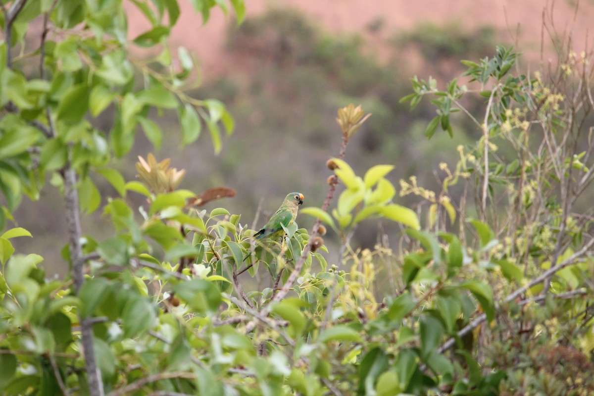 Peach-fronted Parakeet - ML645329547