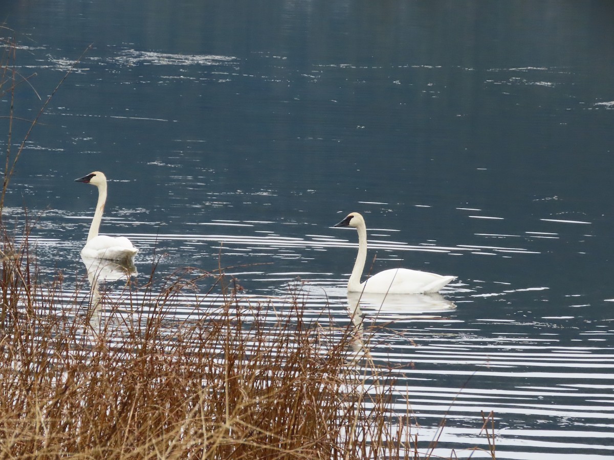 Trumpeter Swan - ML645329551