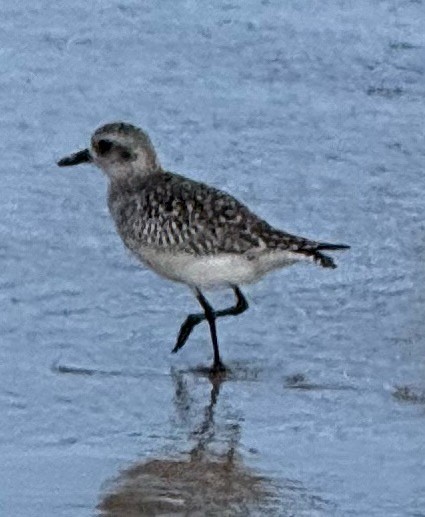 Black-bellied Plover - ML645329556