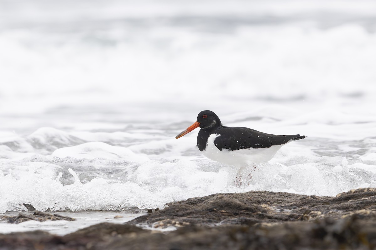 ústřičník velký - ML645329558