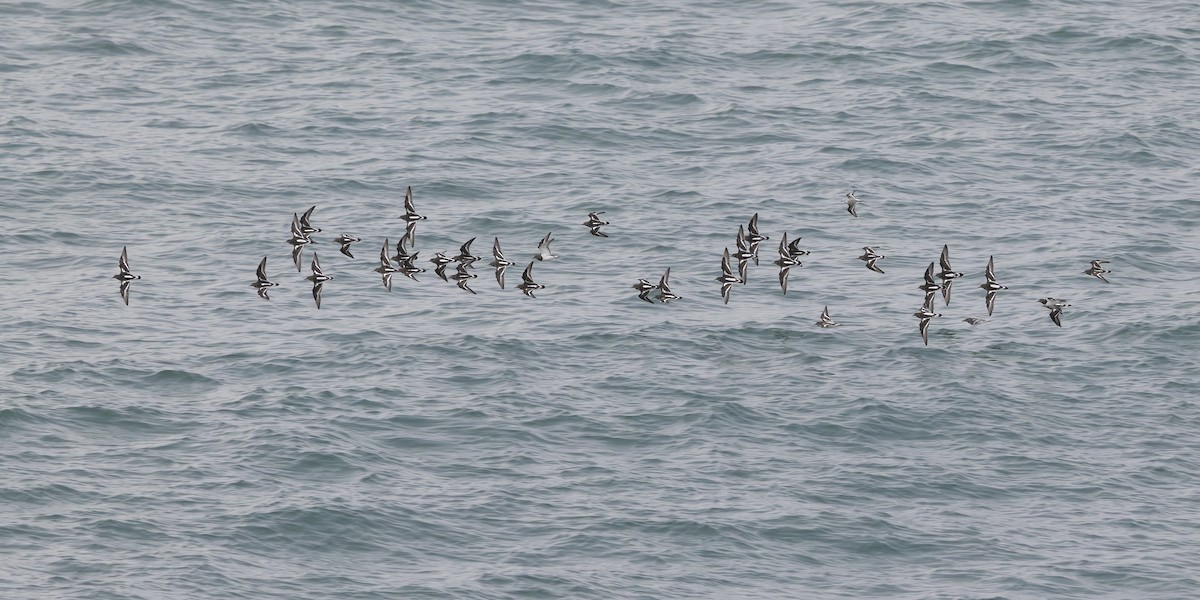 kamenáček pestrý - ML645329571