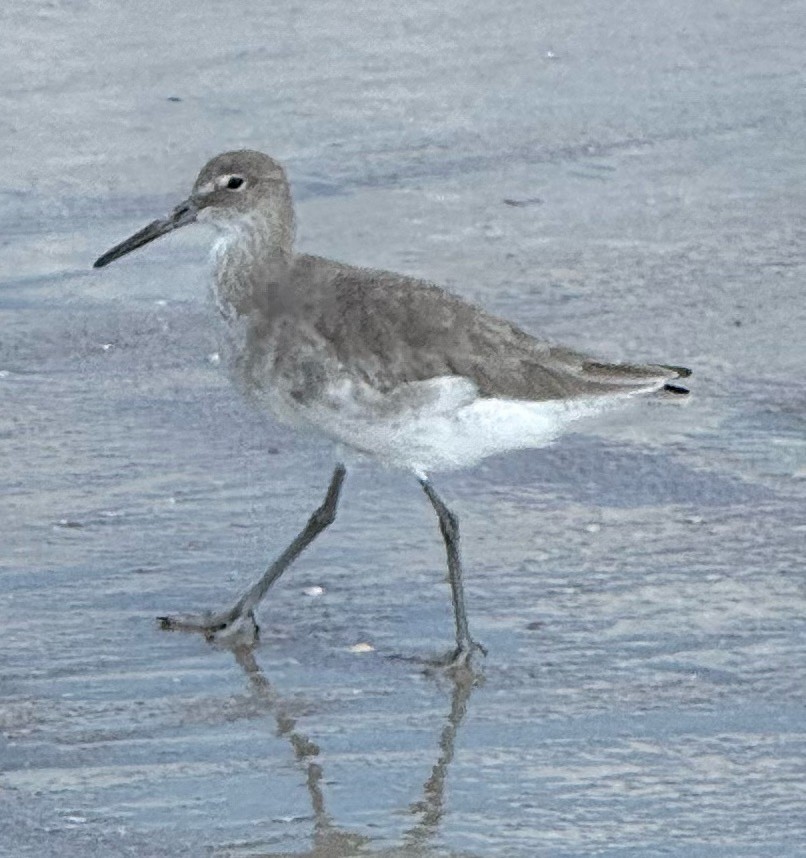 Willet - ML645329572