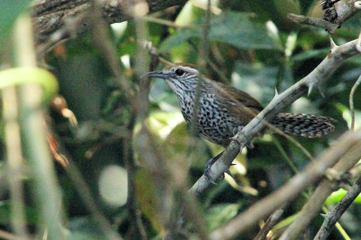 Fleckenbrust-Zaunkönig - ML645329581