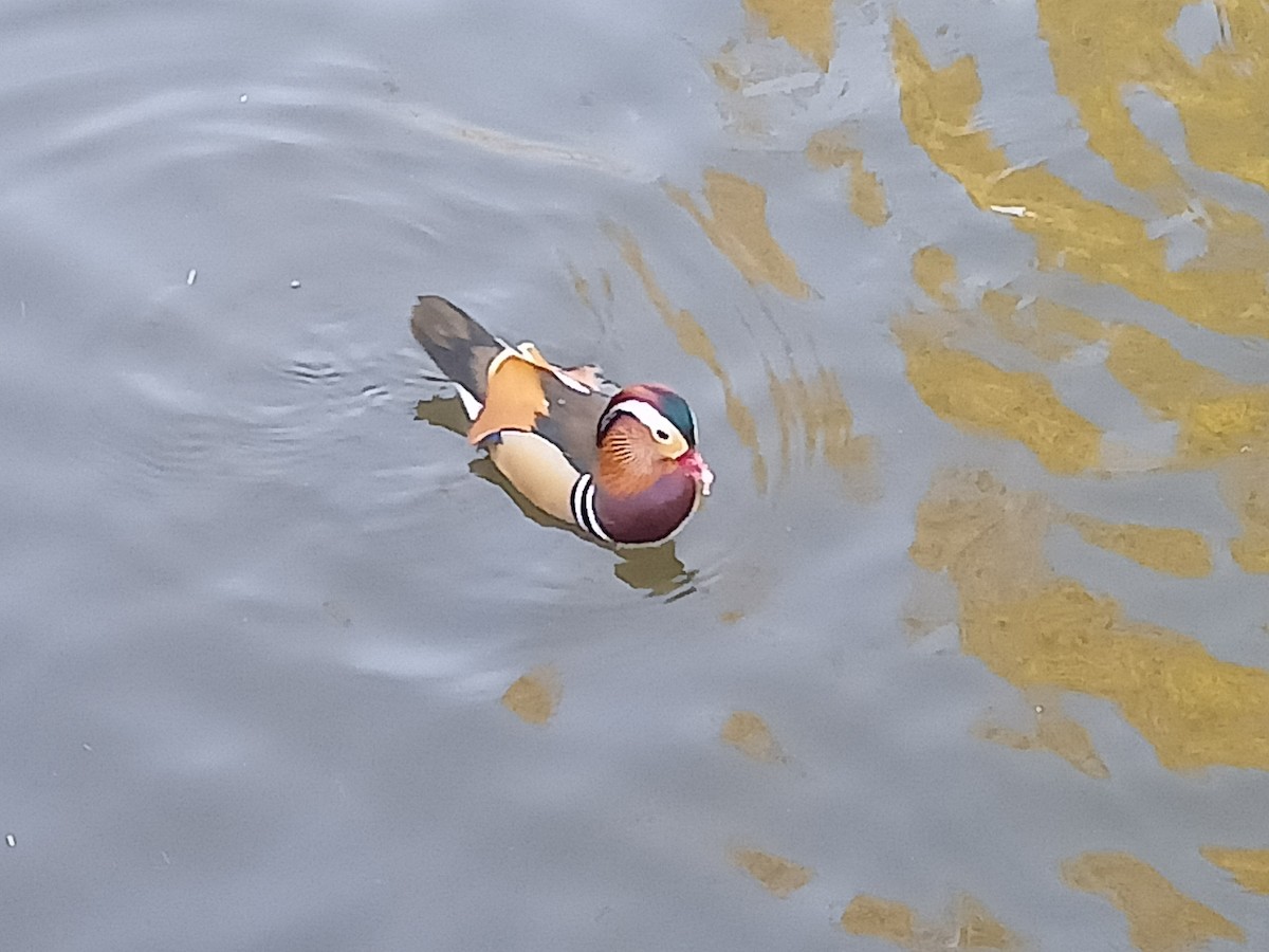 kachnička mandarínská - ML645329597