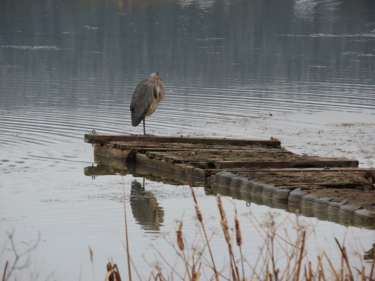 Great Blue Heron - ML645329607
