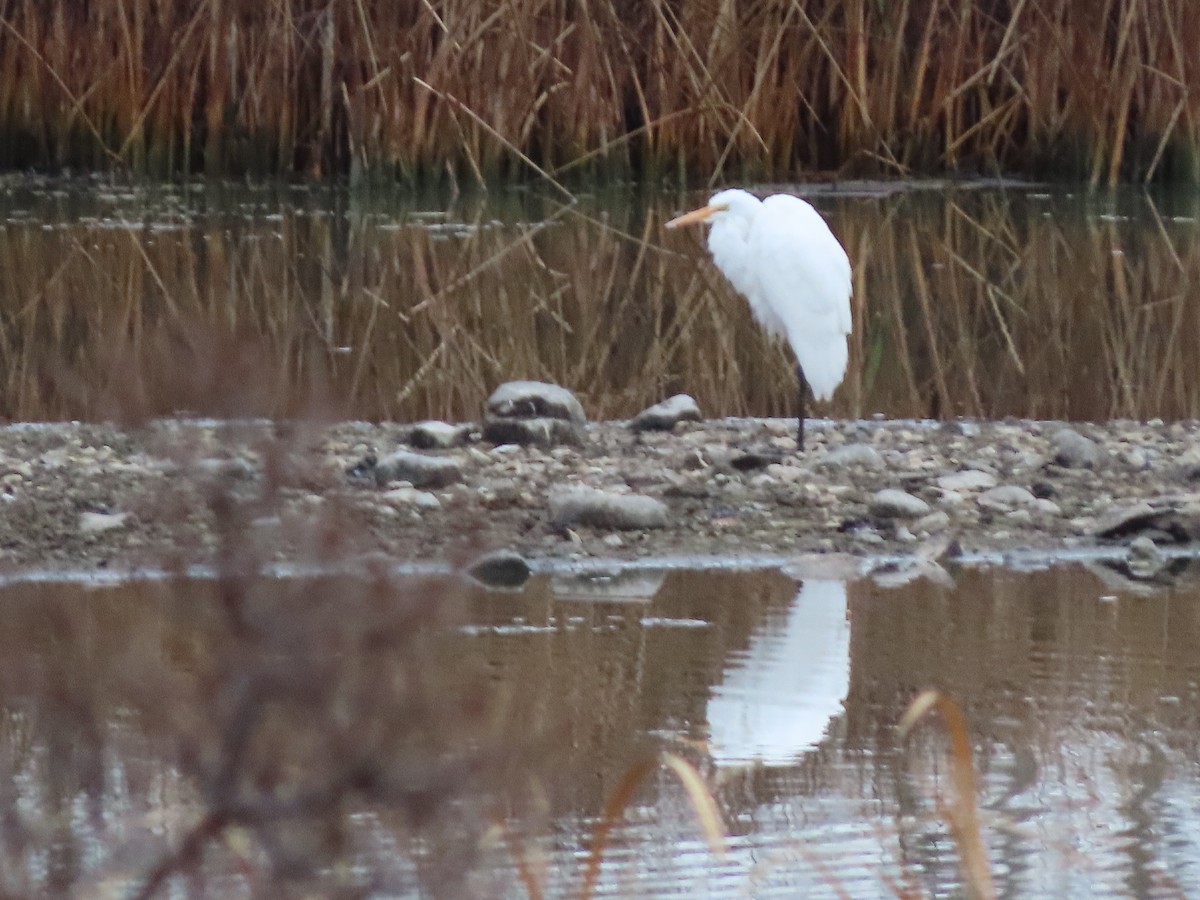 Great Egret - ML645329617