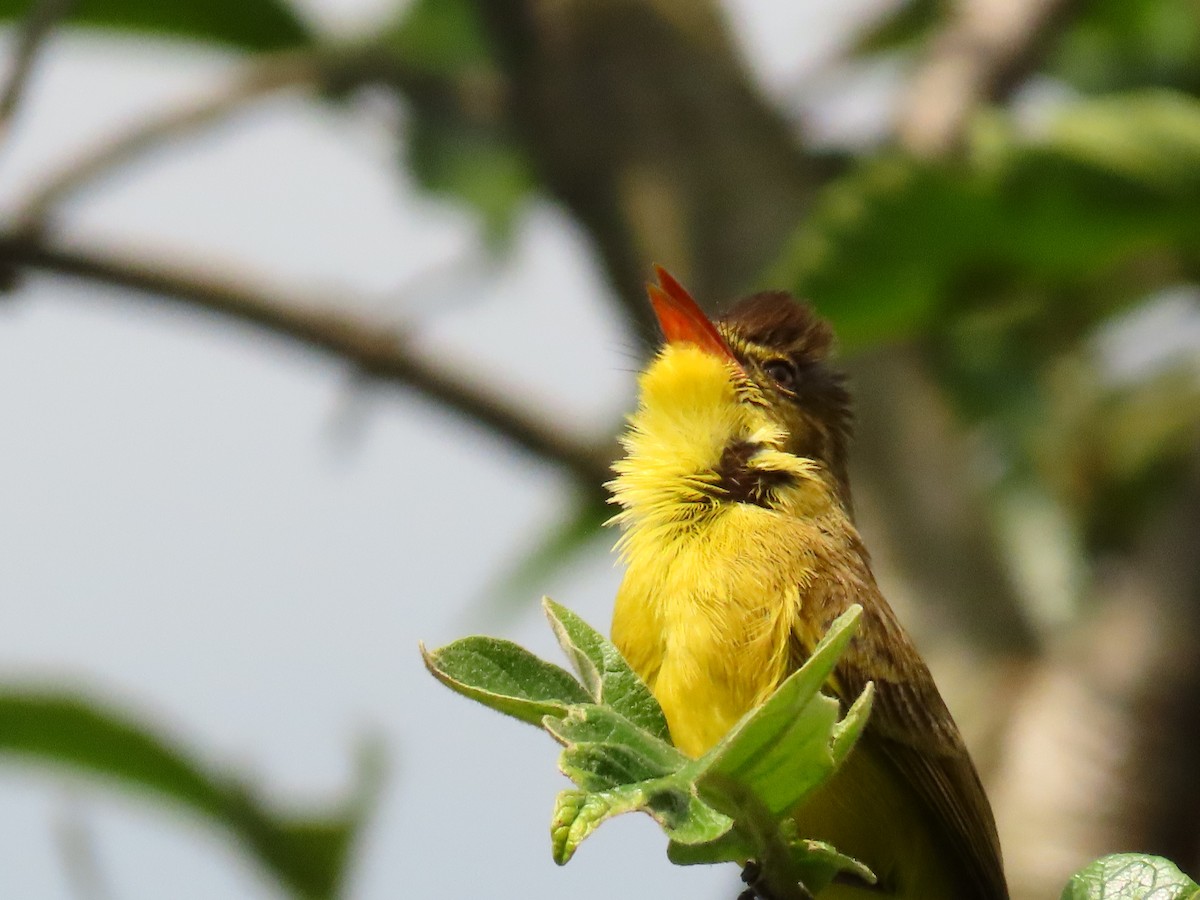 Hypolaïs jaune - ML645329622