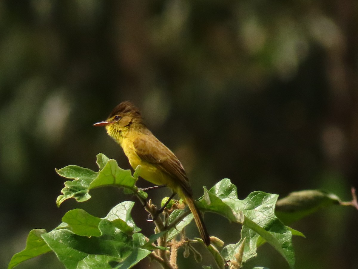 Hypolaïs jaune - ML645329623