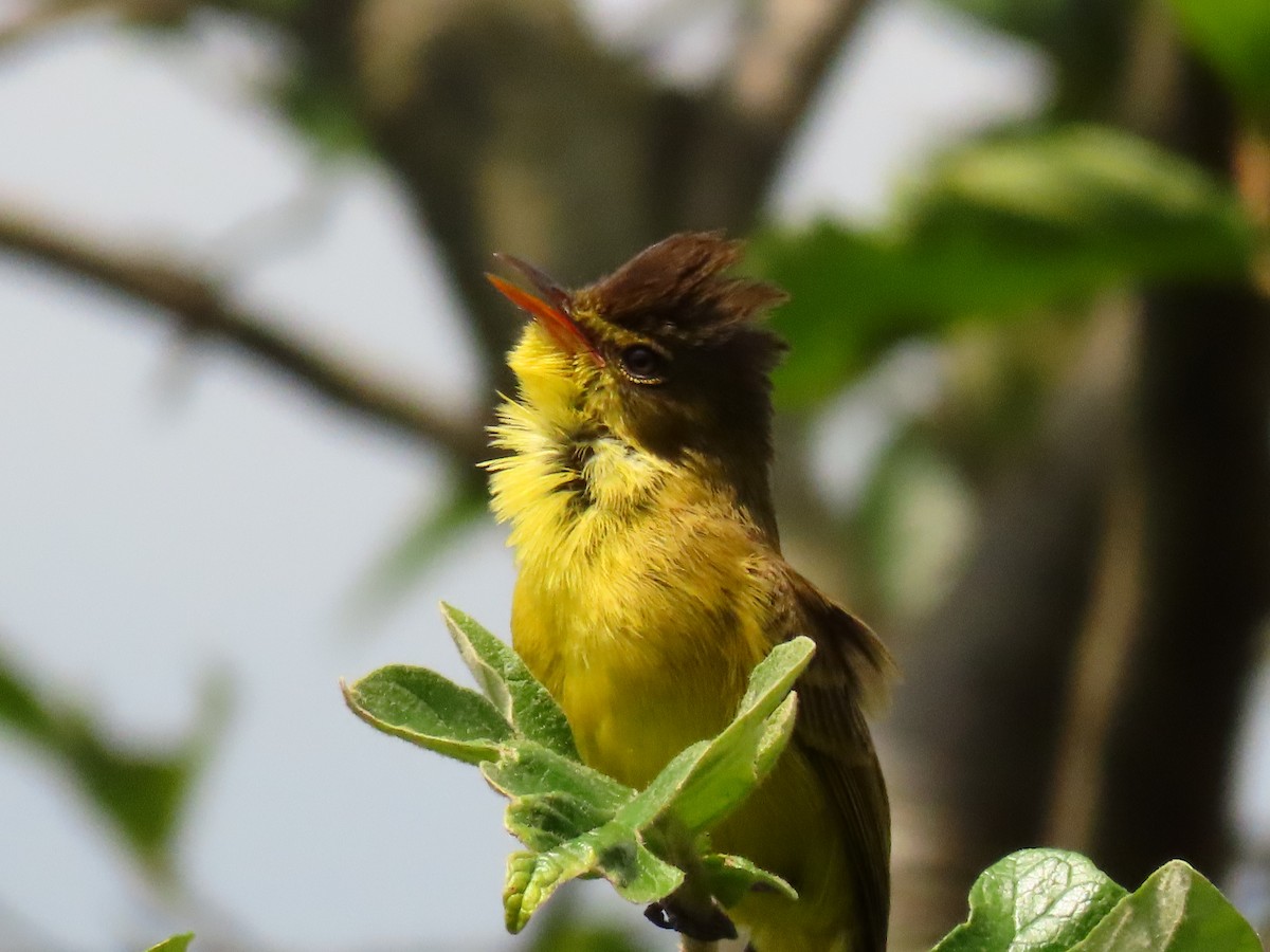 Hypolaïs jaune - ML645329624