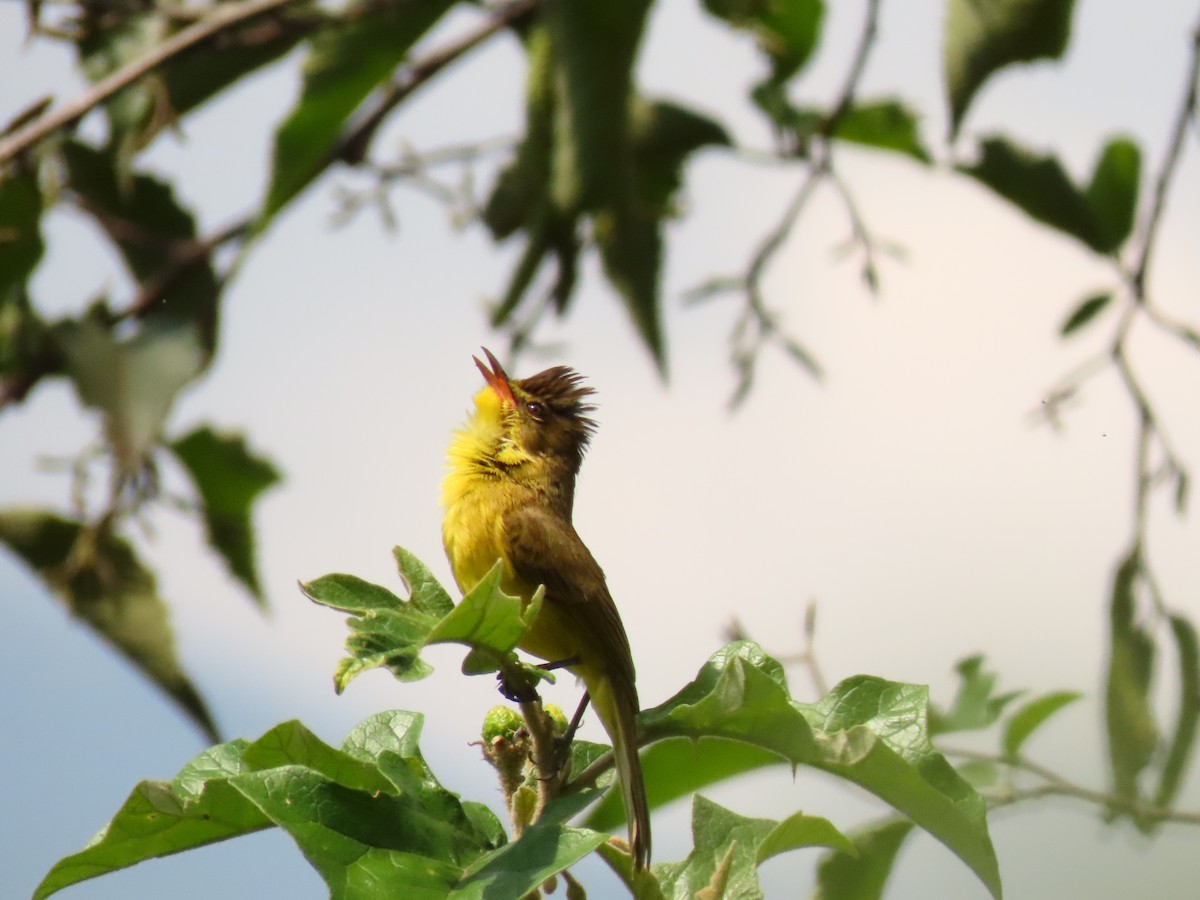 Hypolaïs jaune - ML645329625