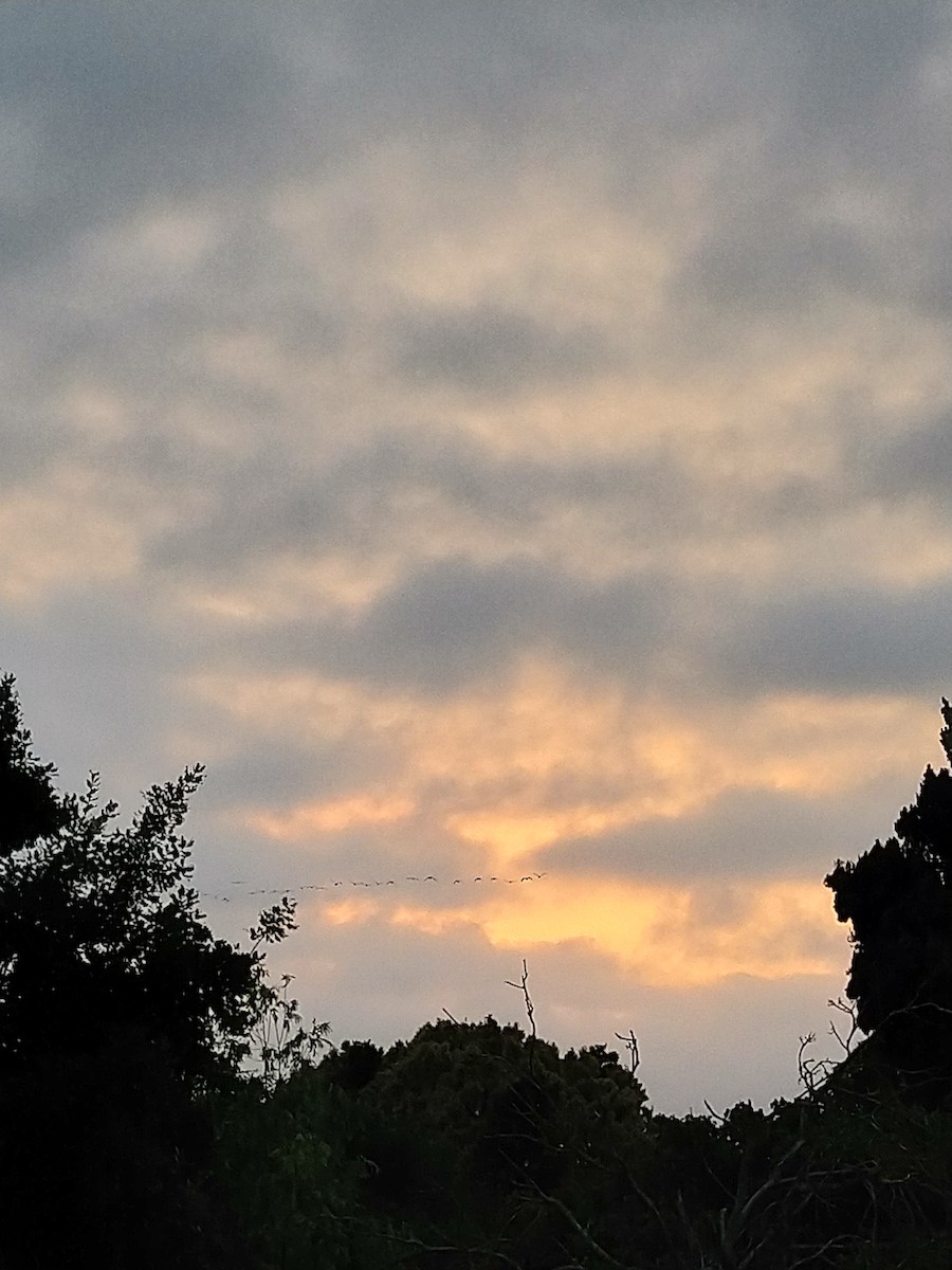 Hadada Ibis - ML645329645