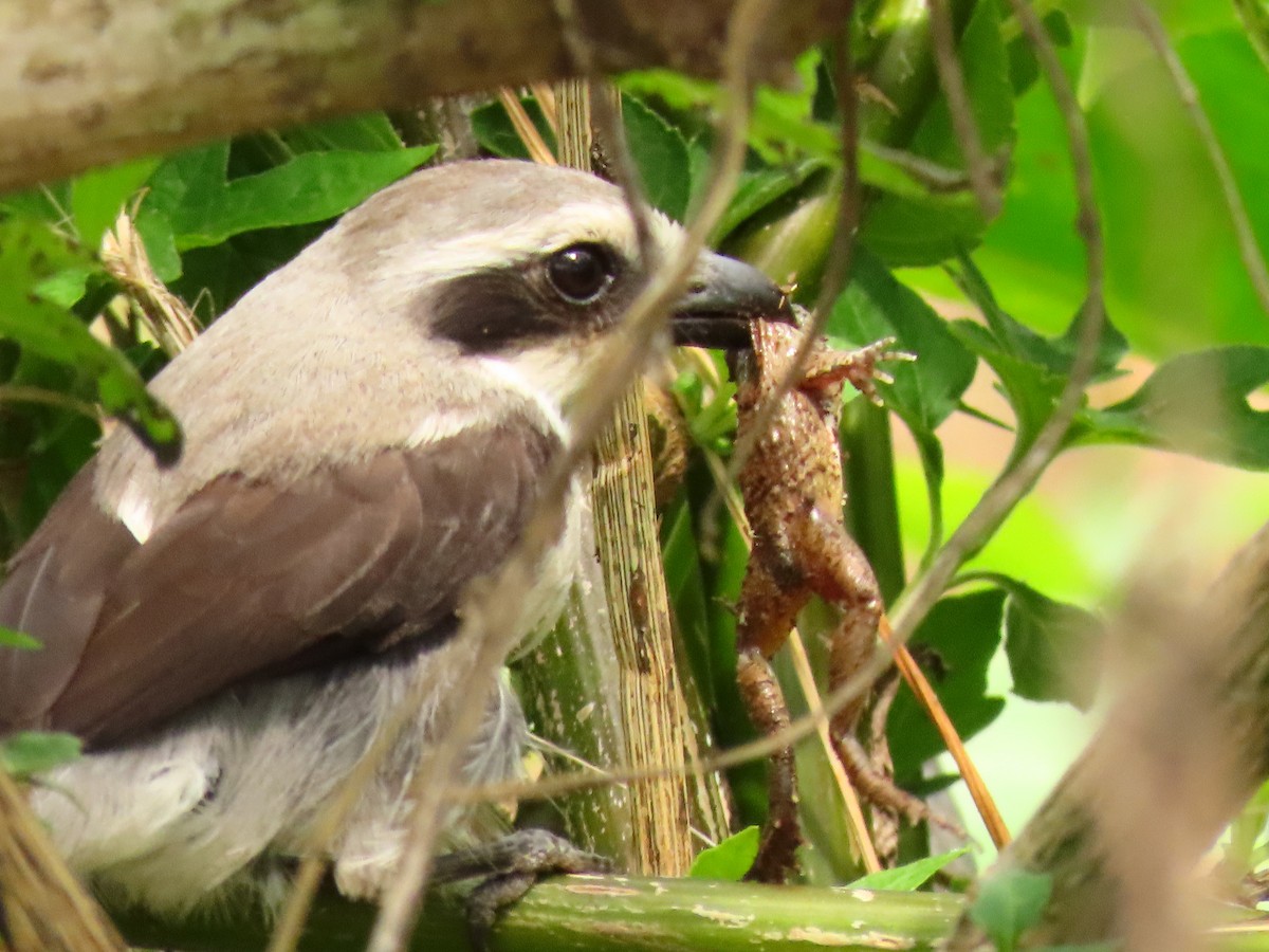 Alcaudón de Mackinnon - ML645329655