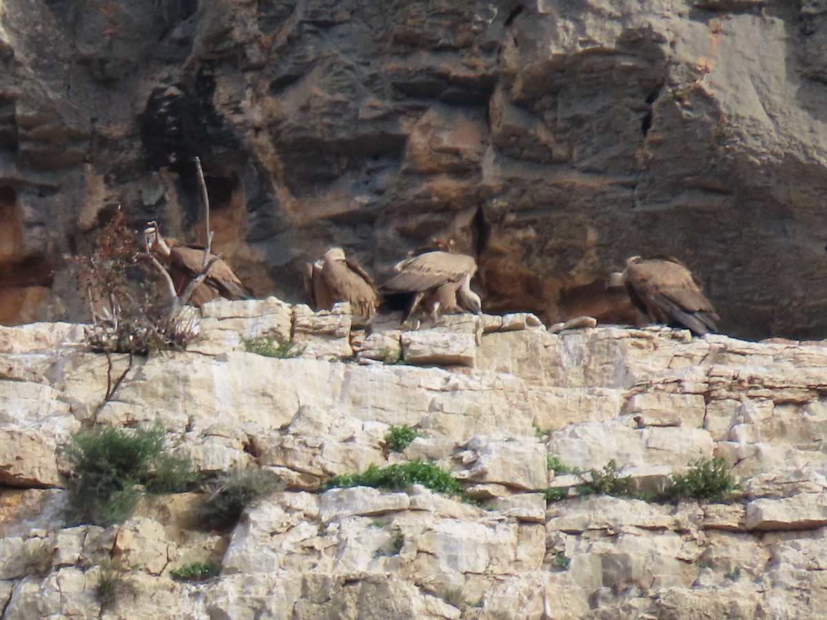 נשר מקראי - ML645329669