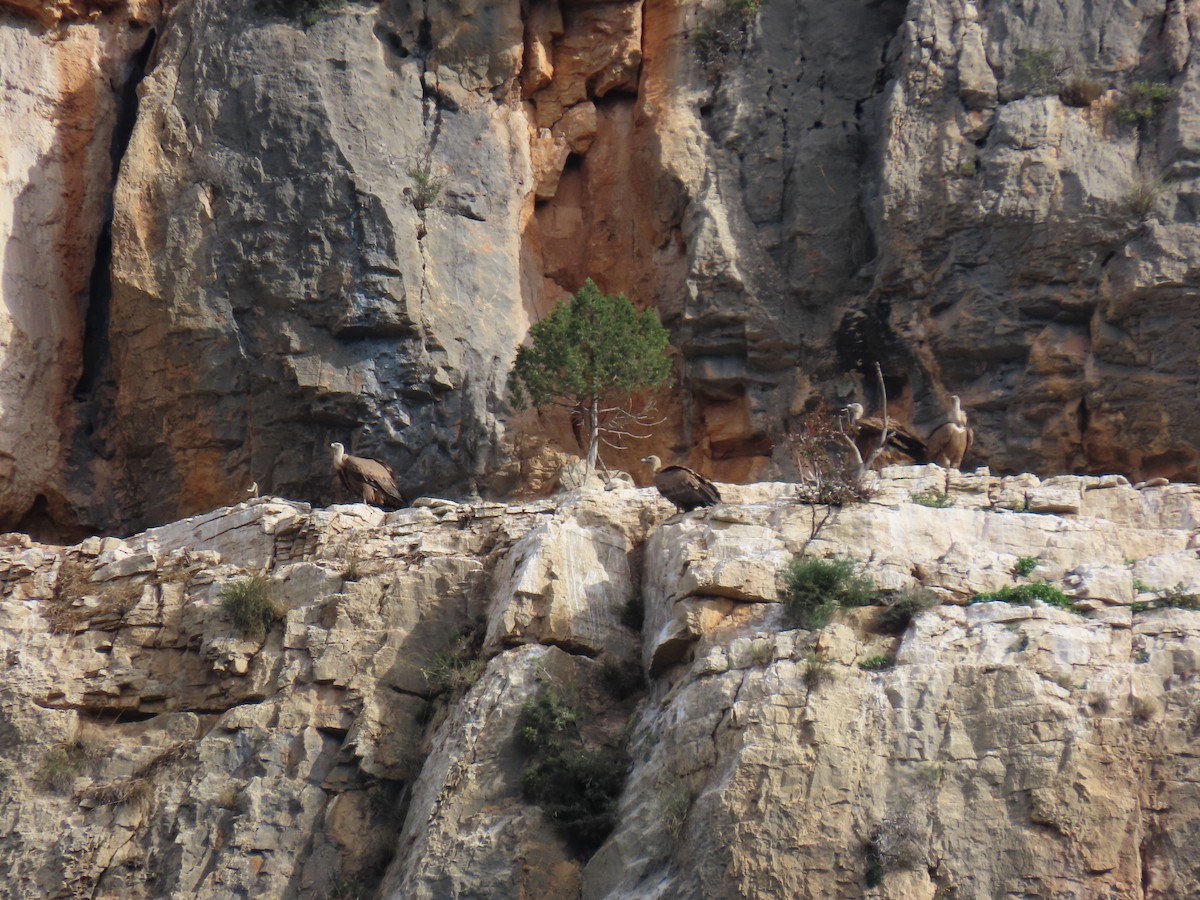 נשר מקראי - ML645329670