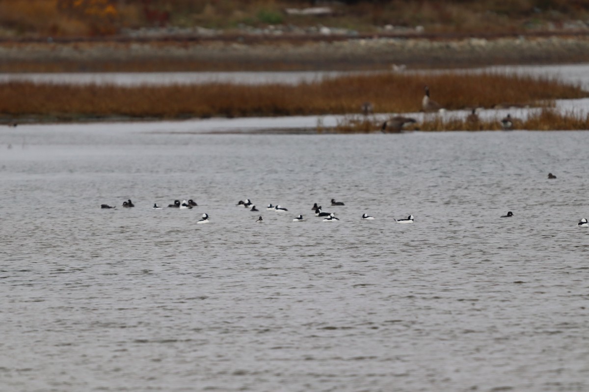 Bufflehead - ML645329672