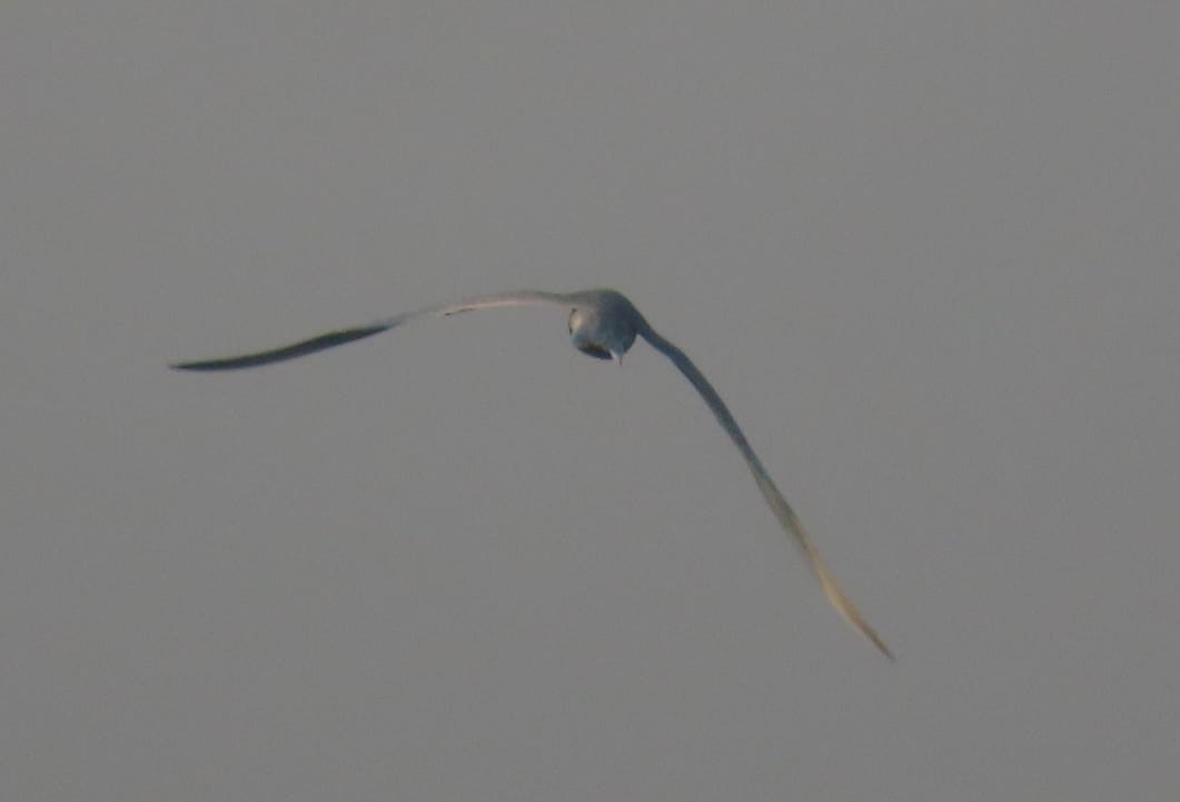 Gaviota Centroasiática - ML645329677