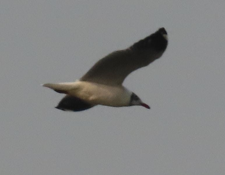 Gaviota Centroasiática - ML645329678