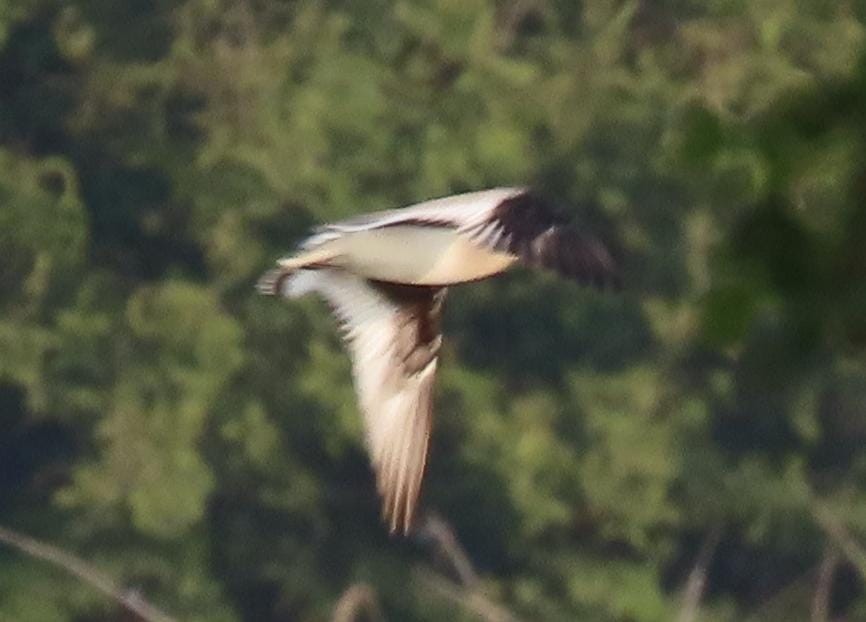 Gaviota Centroasiática - ML645329679