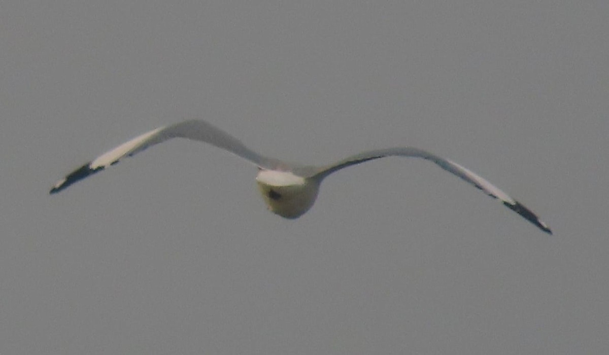 Gaviota Centroasiática - ML645329680