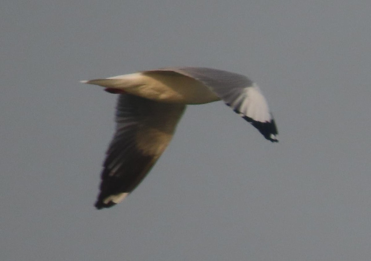 Gaviota Centroasiática - ML645329681