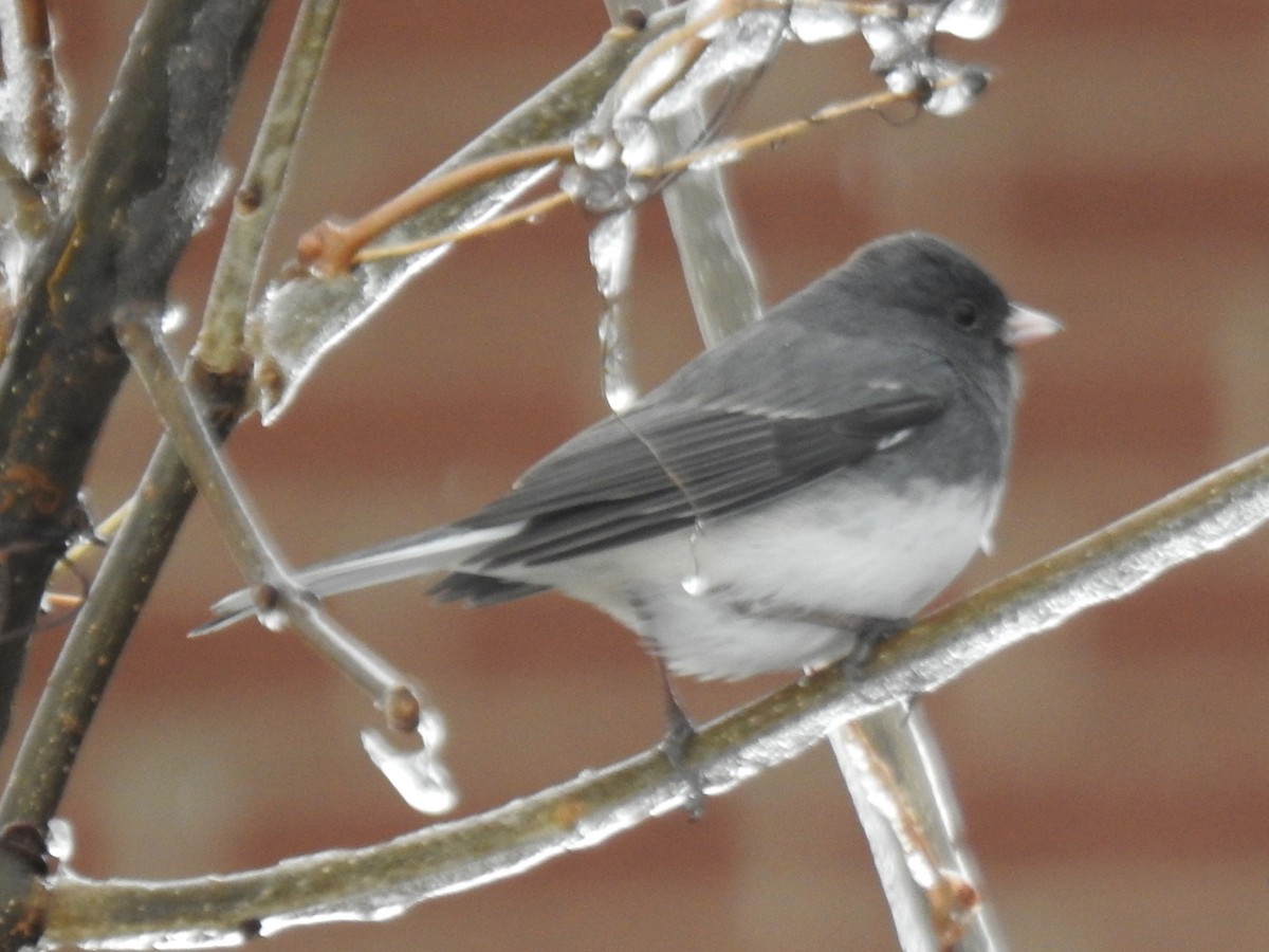 Dark-eyed Junco - ML645329684