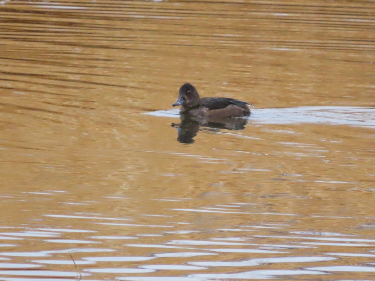 Ring-necked Duck - ML645329688