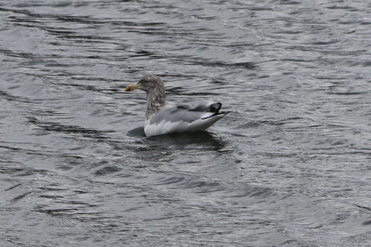 American Herring Gull - ML645329689