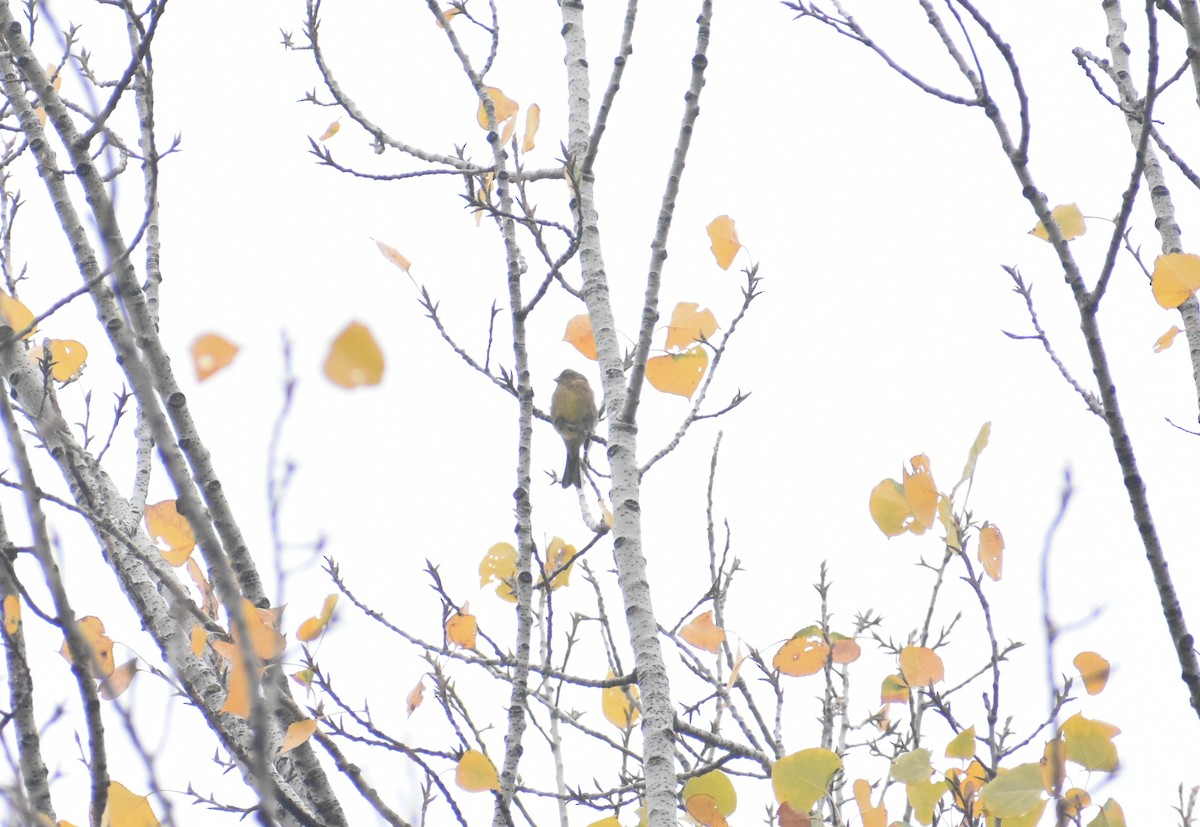 strnad obecný - ML645329690