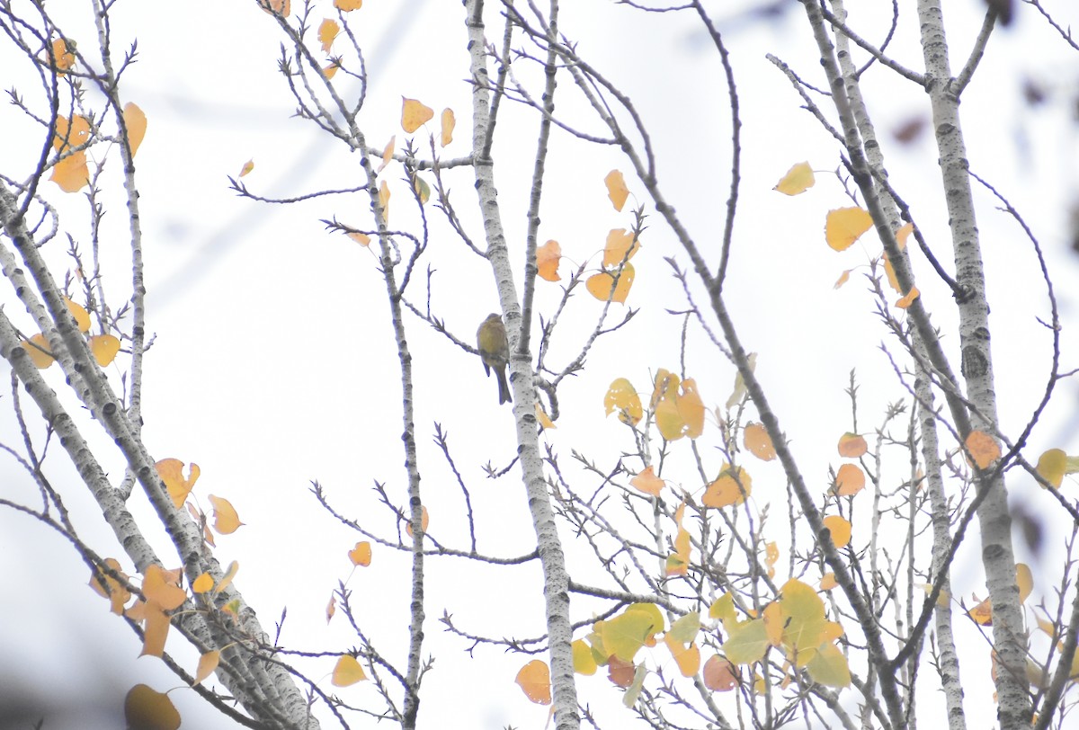 strnad obecný - ML645329691