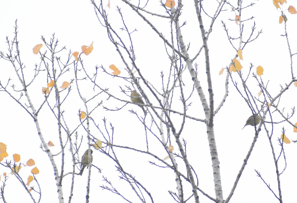 strnad obecný - ML645329692