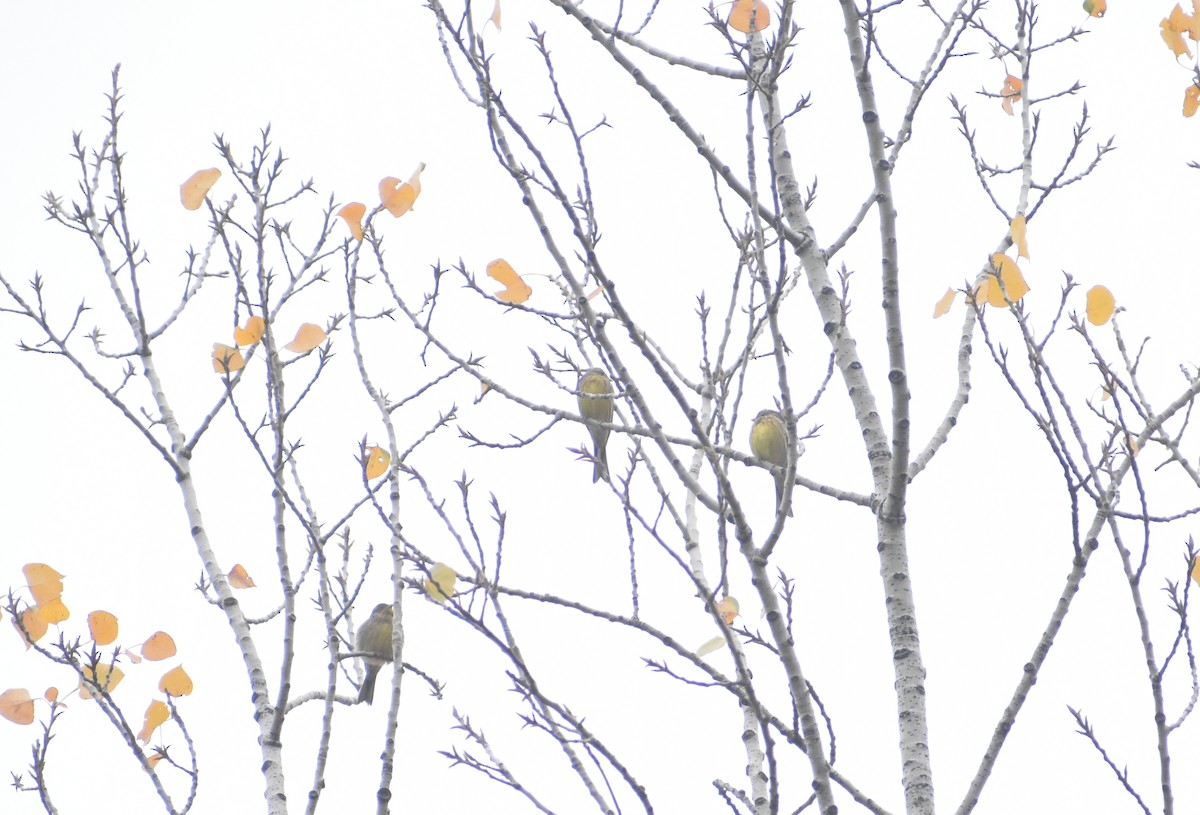 strnad obecný - ML645329693