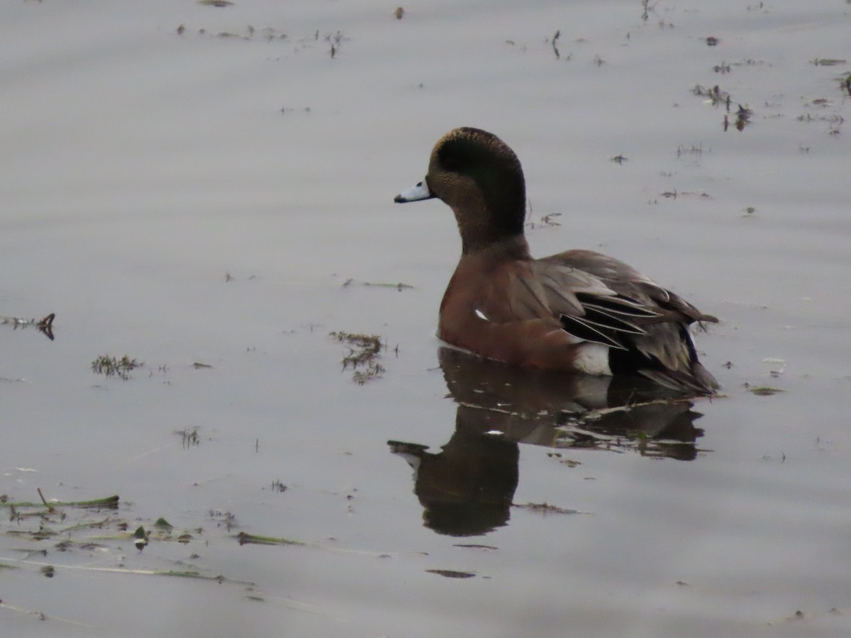 American Wigeon - ML645329697