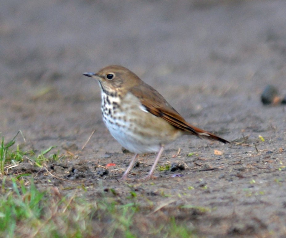 Hermit Thrush - ML645329703