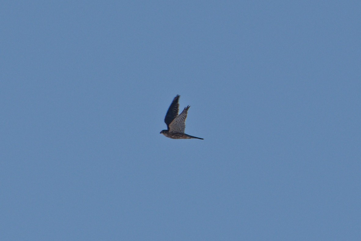 Merlin - ML645329707