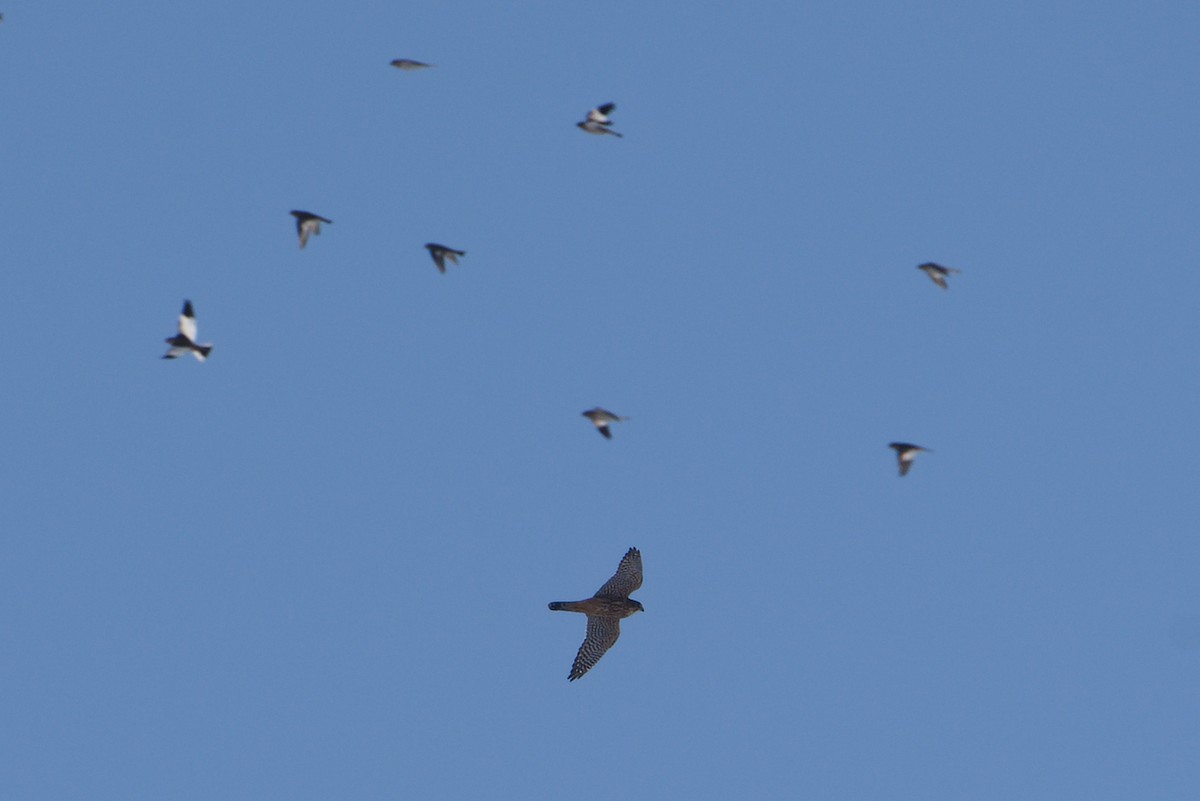 Merlin - ML645329708