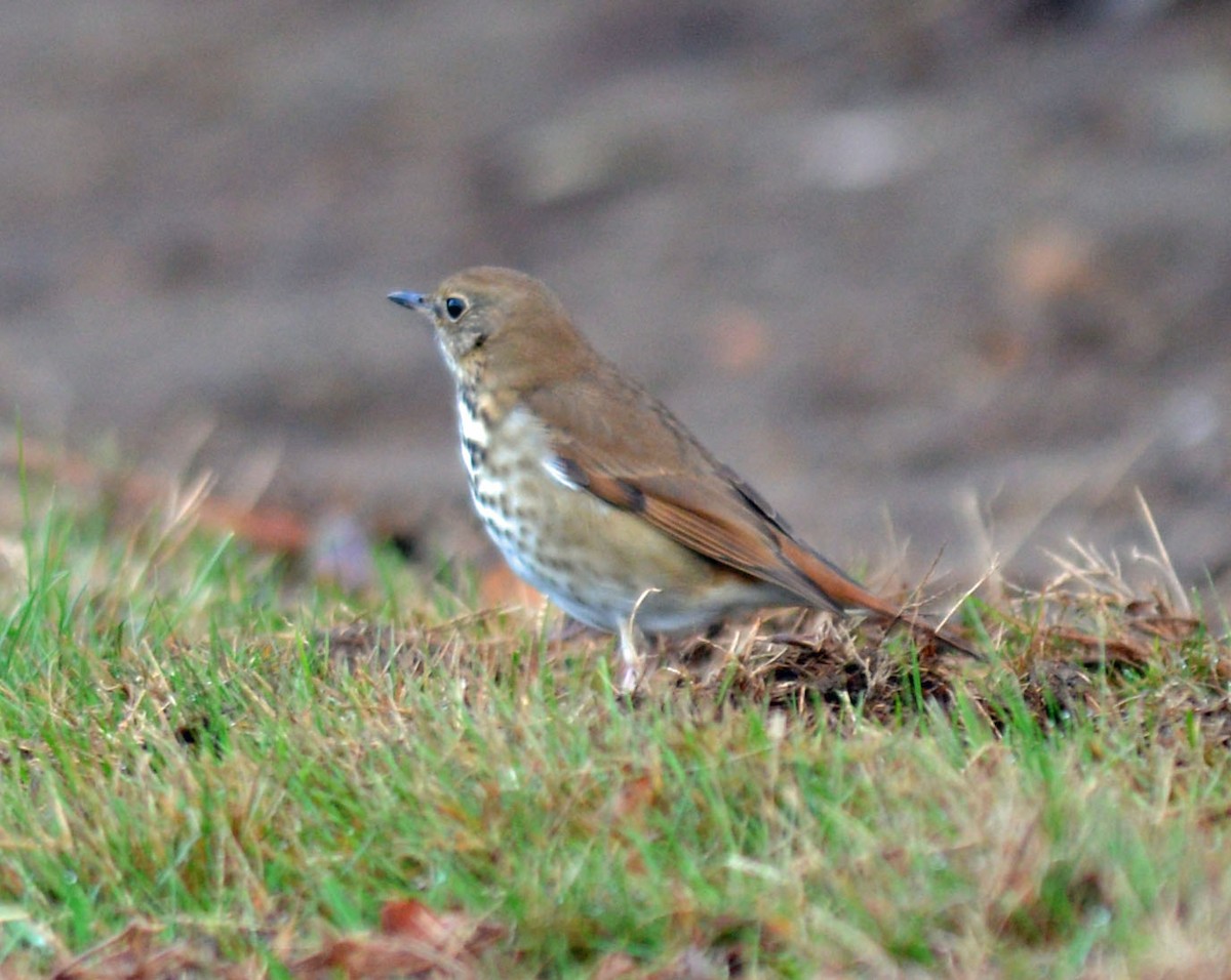 Hermit Thrush - ML645329710