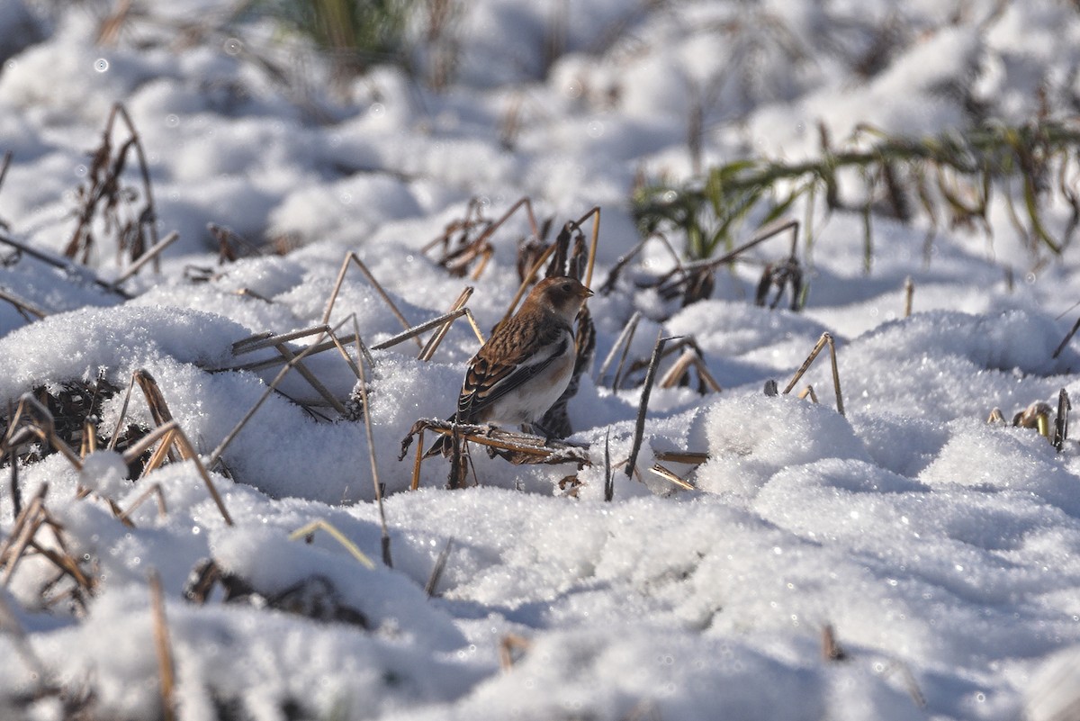 Snow Bunting - ML645329711