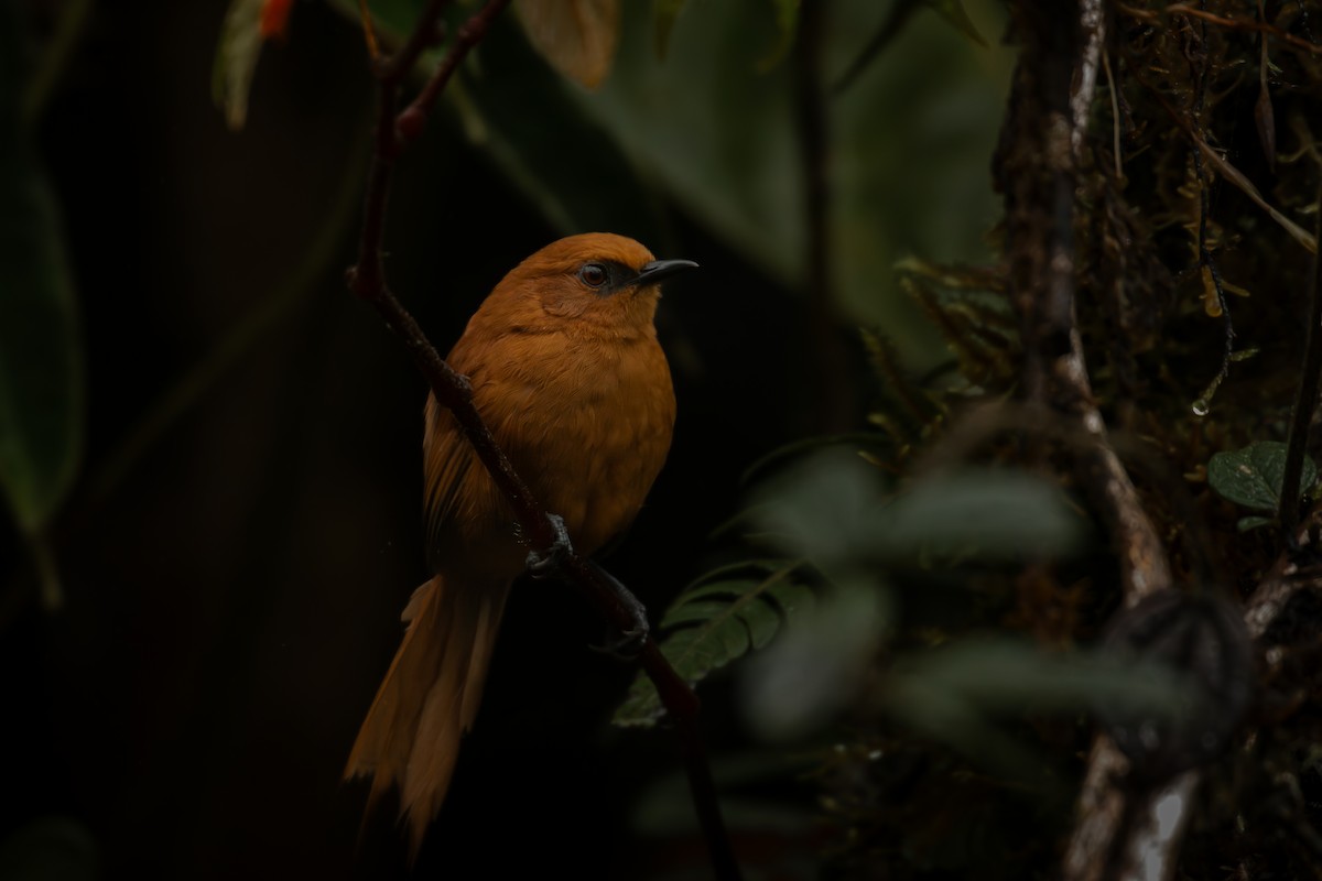 Rufous Spinetail - ML645329712