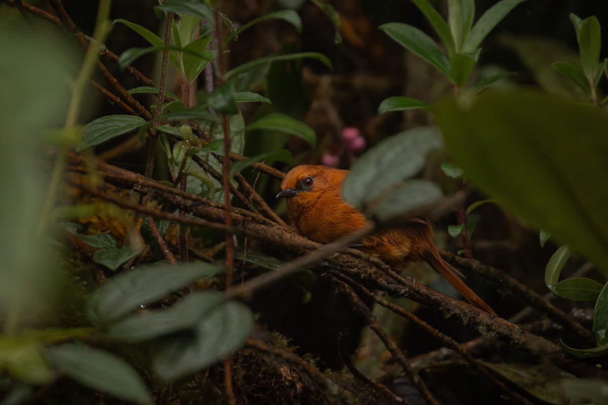 Rufous Spinetail - ML645329713