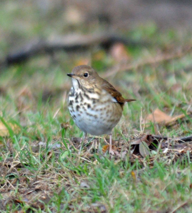Hermit Thrush - ML645329714