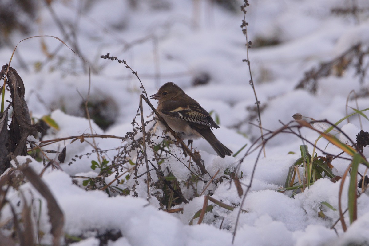 Common Chaffinch - ML645329715